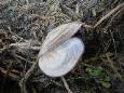 P1110618 (Small)