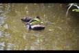 IMG 4318 (Small)