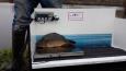 20141205 125257 (Small)