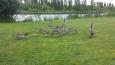 Familie gans keek toe
