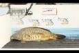 IMG 9676 (Small)