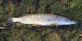 ExpIMG 5013 (Small)