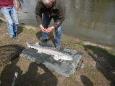 P4091154 (Small)