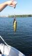 IMG 3346 (Small)