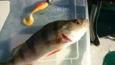 IMG 3510 (Small)