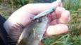 IMG 3511 (Small)