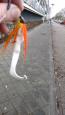 IMG-20170225-WA0010 (Small)