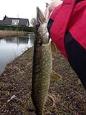 IMG 3490 (Small)