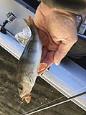 IMG 4165 (Small)