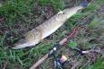 20171103 103516 (Small)