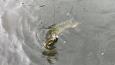 Linge - David (1)