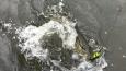 Linge - David (2)