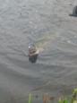IMG 0102 (Small)