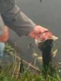 IMG 0104 (Small)