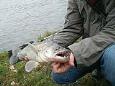 45 (Small)
