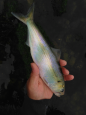 Fint (Small)