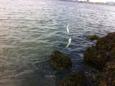 Foto 1 (Small)