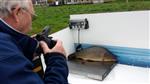 Schubkarper en zeelt uitgezet Biezevelden Houten