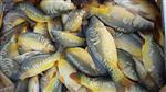 1.725 kilo karper uitgezet in regio Utrecht