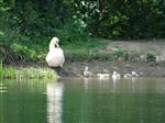 Oproep: help de zwanen op de Kooikersplas