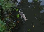 Weer vissterfte Maarssen nadat maaiboot is geweest