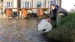 Karpersterfte Vinex Houten