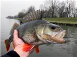 Roofvisgroep - Gravenbol-Maurik 23-03-2019