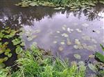 Vissterfte in Utrechtse wateren