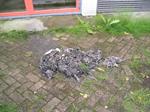 Riooloverstort veroorzaakt vissterfte in Wijk bij Duurstede