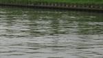 Zeehond in kanaal bij Houten