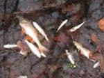 Dode vissen en stank door kapot riool in Kockengen (video)
