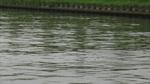 Zeehond in kanaal bij Houten